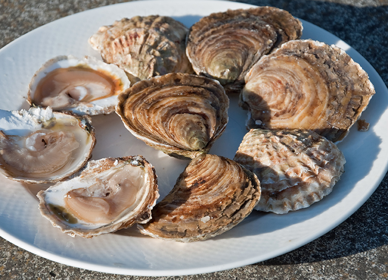Belons de Cancale (Ostrea edulis)